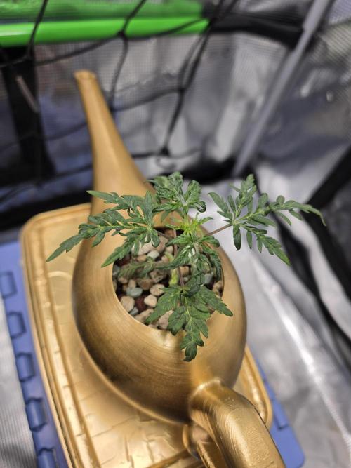 Frosty’s Auto Freak Grow Contest. Week 5 - 20.05.26