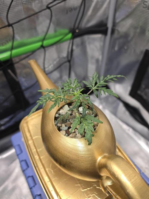 Frosty’s Auto Freak Grow Contest. Week 5 - 20.05.26
