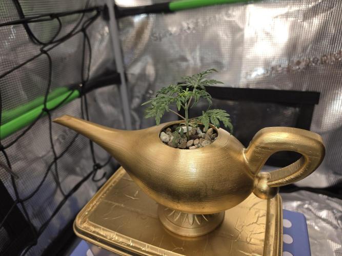 Frosty’s Auto Freak . Week 5