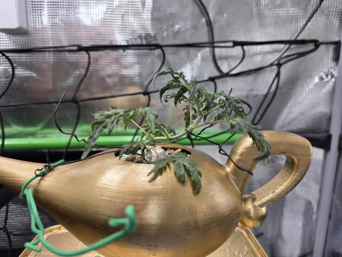 Frosty’s Auto Freak Grow Contest. Week 6 - 27.05.26