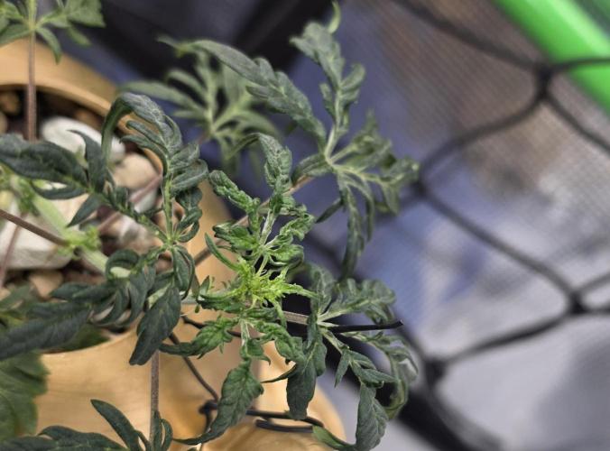 Frosty’s Auto Freak Grow Contest. Week 6 - 27.05.26