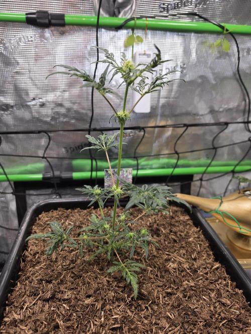 Frosty’s Auto Freak Grow Contest. Week 6 - 27.05.26