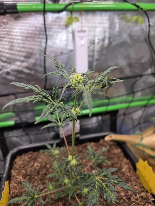 Frosty’s Auto Freak Grow Contest. Week 6 - 27.05.26