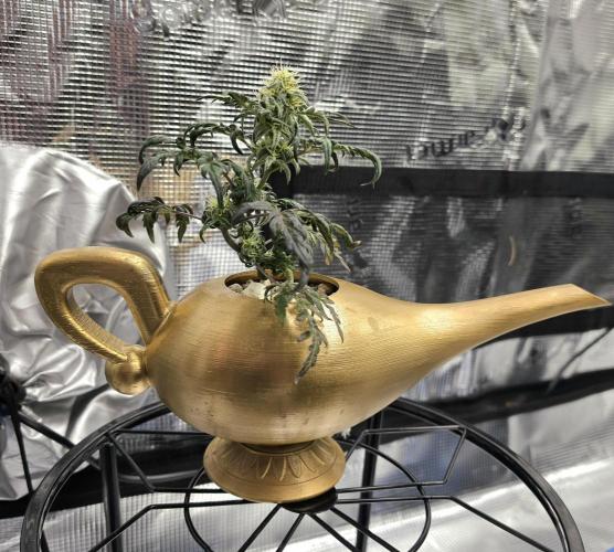 Frosty’s Auto Freak Grow Contest. Week 8 - 15.06.26