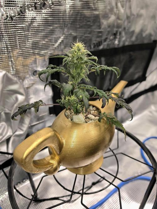 Frosty’s Auto Freak Grow Contest. Week 8 - 15.06.26