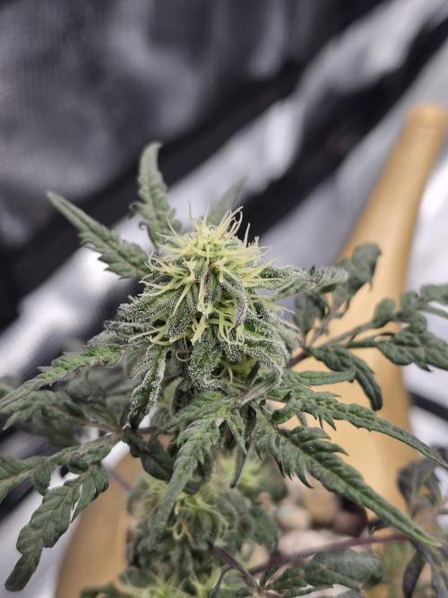 Frosty’s Auto Freak Grow Contest. Week 8 - 15.06.26