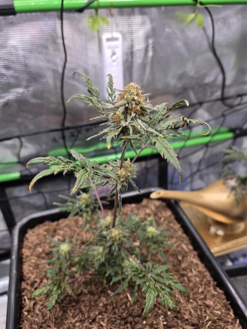 Frosty’s Auto Freak Grow Contest. Week 8 - 15.06.26 
Time to say Goodbye 