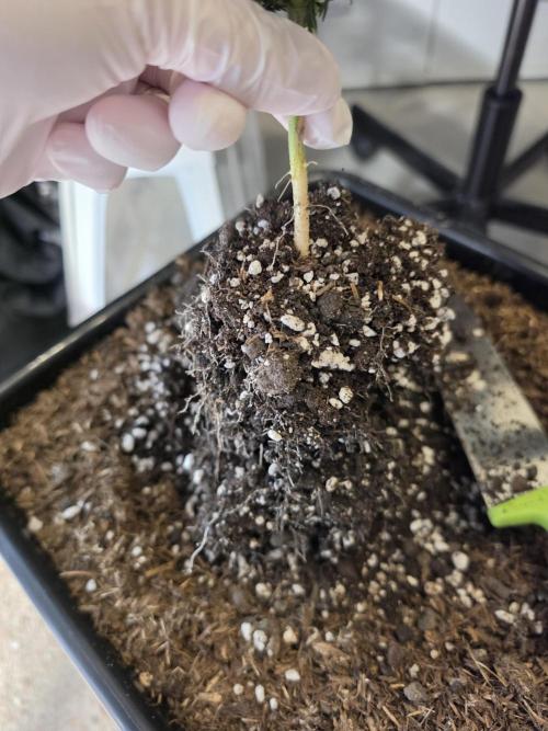 Frosty’s Auto Freak Grow Contest. Week 8 - 15.06.26