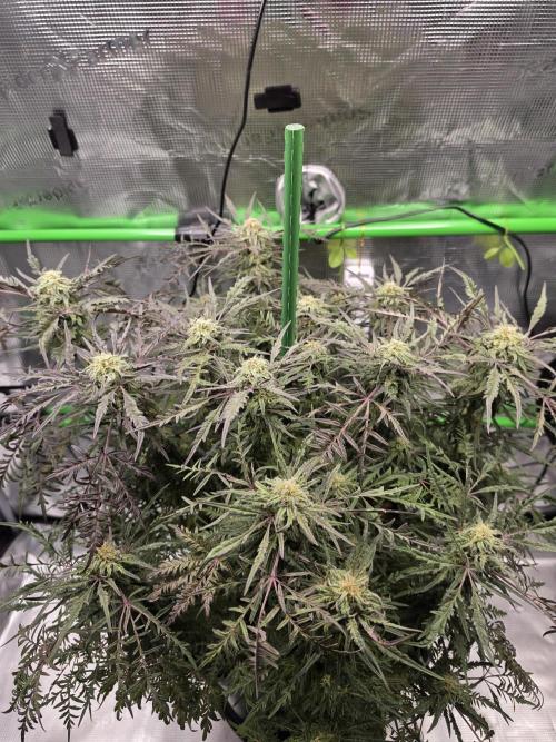 Frosty’s Auto Freak Grow Contest. Week 8 - Frosty Purple Freak photoperiodisch