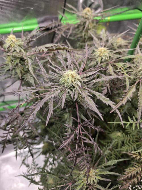 Frosty’s Auto Freak Grow Contest. Week 8 - Frosty Purple Freak photoperiodisch