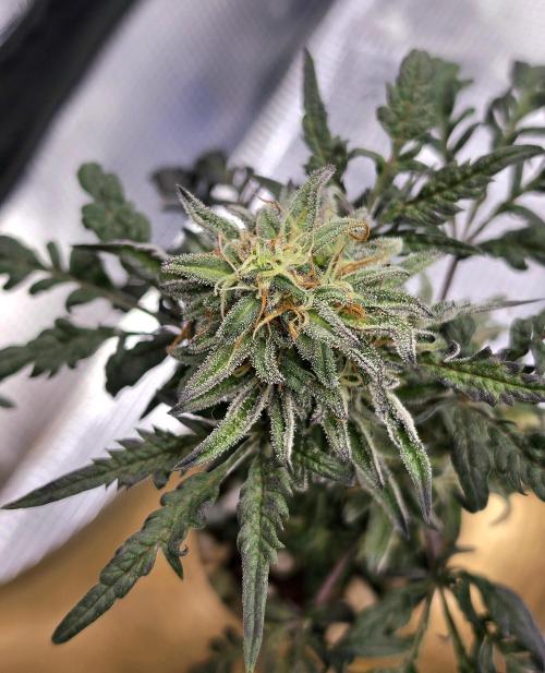 Frosty’s Auto Freak Grow Contest. Week 9 - 22.06.26