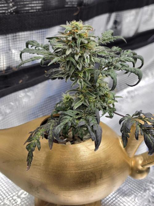 Frosty’s Auto Freak Grow Contest. Week 9 - 22.06.26