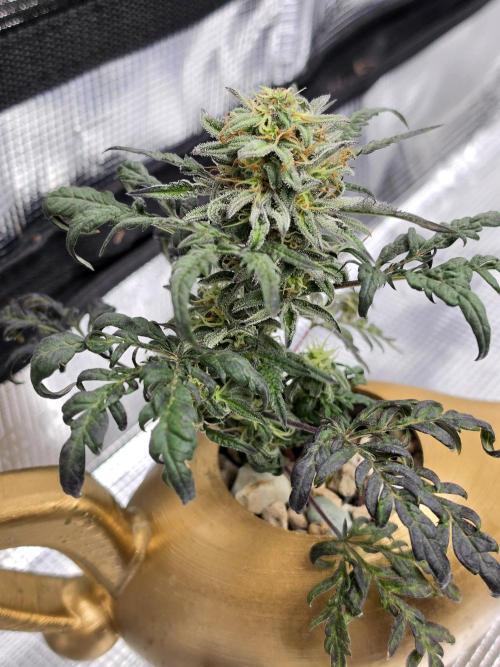 Frosty’s Auto Freak Grow Contest. Week 9 - 22.06.26