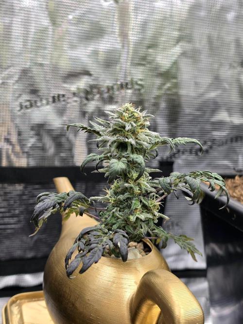 Frosty’s Auto Freak Grow Contest. Week 9 - 22.06.26