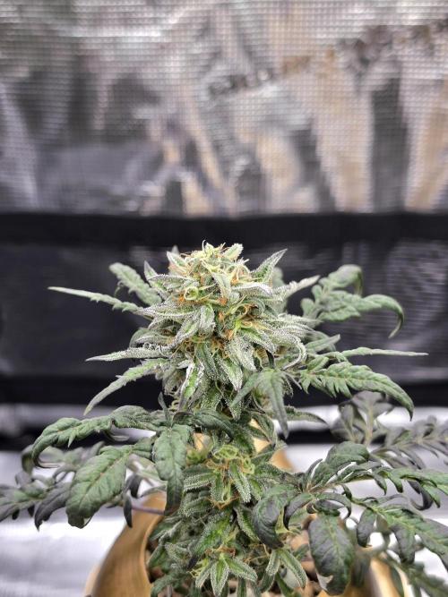 Frosty’s Auto Freak Grow Contest. Week 9 - 22.06.26