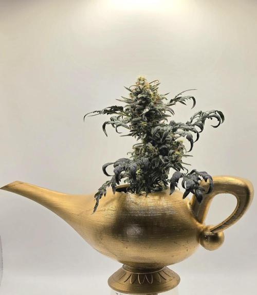 Frosty’s Auto Freak Grow Contest. Week 10 - 01.07.26