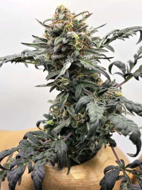 Frosty’s Auto Freak Grow Contest. Week 10 - 01.07.26