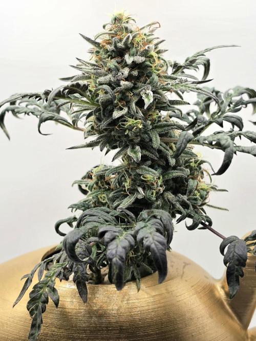 Frosty’s Auto Freak Grow Contest. Week 10 - 01.07.26