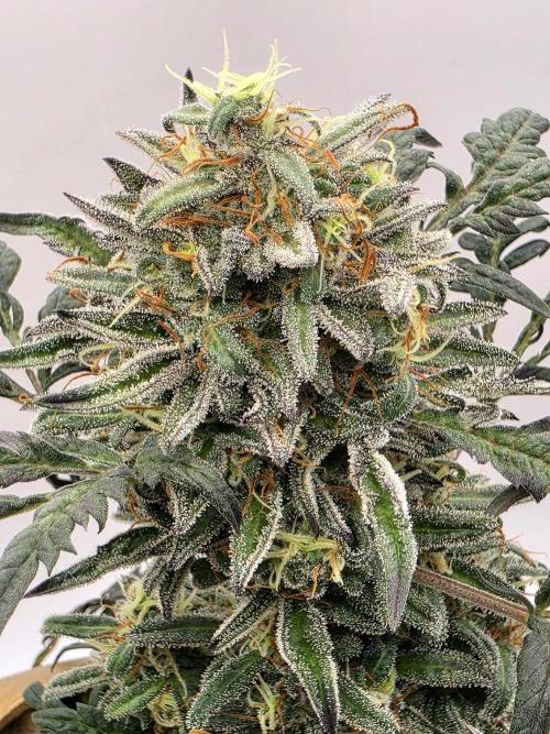 Frosty’s Auto Freak Grow Contest. Week 10 - 01.07.26 