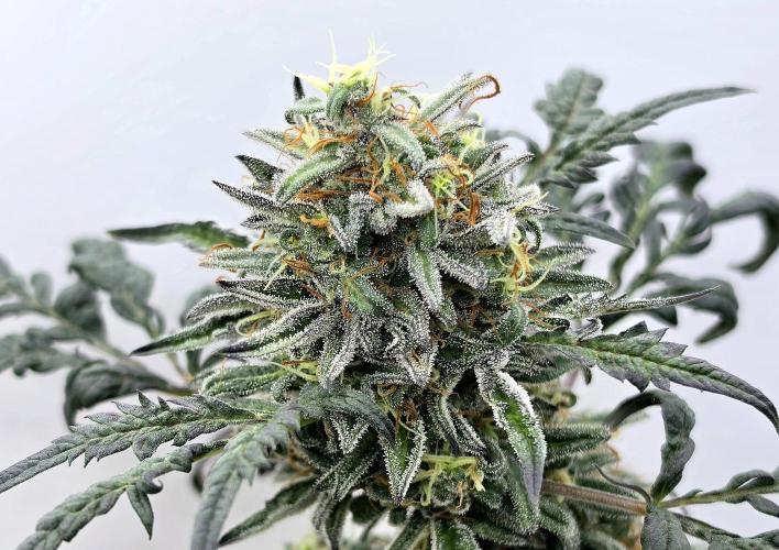 Frosty’s Auto Freak . Week 10