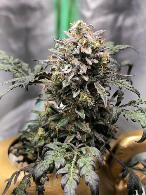 Frosty’s Auto Freak Grow Contest. Week 11 - 08.07.26