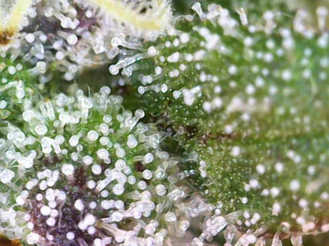 Frosty’s Auto Freak Grow Contest. Week 11 - 08.07.26