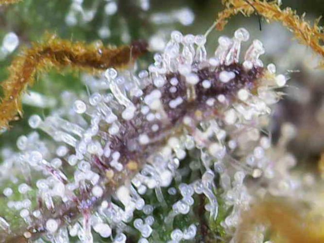 Frosty’s Auto Freak Grow Contest. Week 11 - 08.07.26