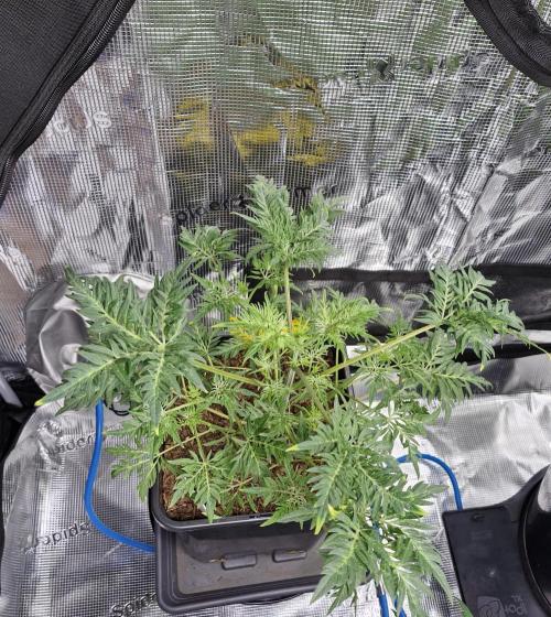 Frostys Purple Freak - Khalifa Genetics. Week 6 - 01.03.26