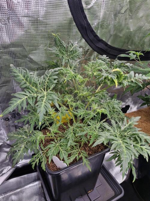 Frosty’s Purple Freak. Week 7