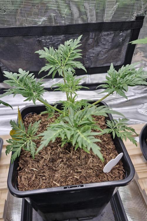Frostys Purple Freak - Khalifa Genetics. Week 5 - 18.02.26