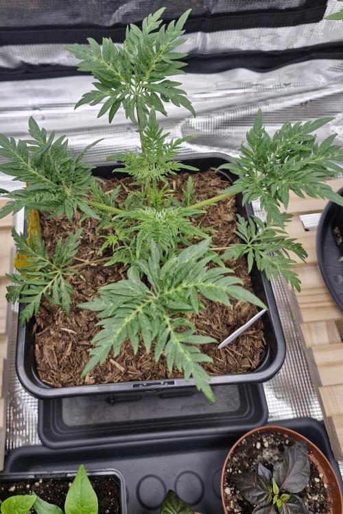 Frostys Purple Freak - Khalifa Genetics. Week 5 - 18.02.26