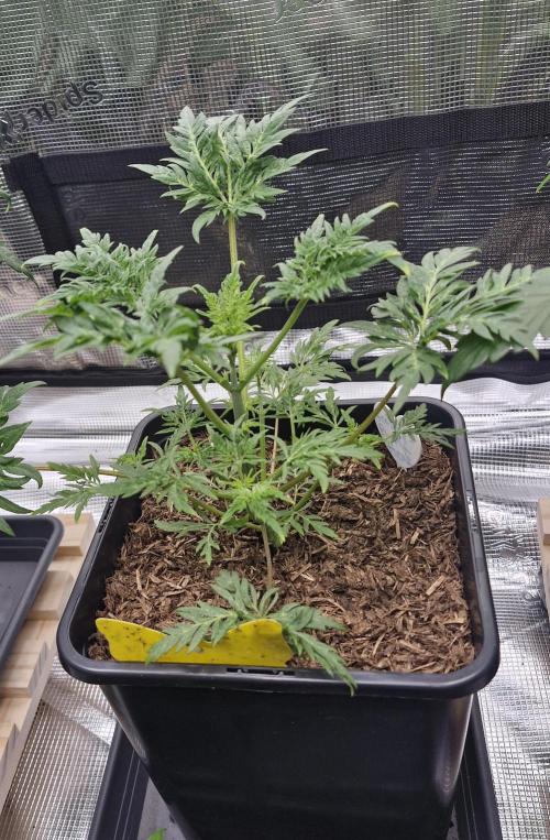 Frostys Purple Freak - Khalifa Genetics. Week 5 - 21.02.26