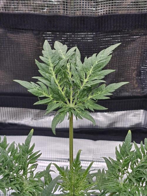 Frosty’s Purple Freak. Week 5