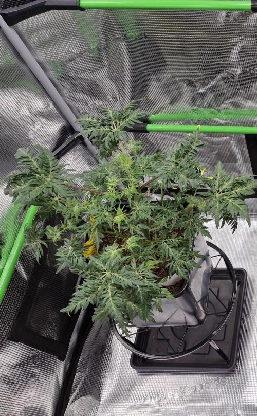 Frostys Purple Freak - Khalifa Genetics. Week 7 - 07.03.26