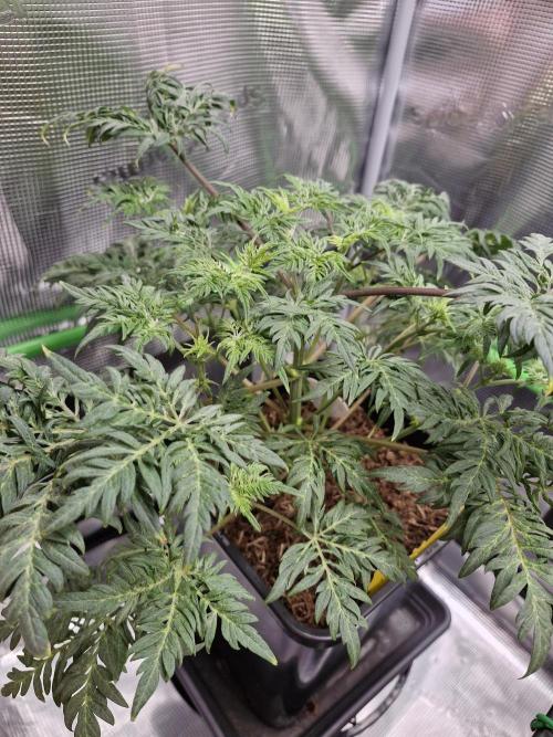 Frostys Purple Freak - Khalifa Genetics. Week 7 - 09.03.26