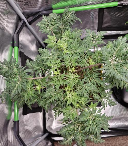 Frosty’s Purple Freak. Week 7