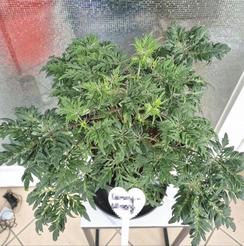 Frostys Purple Freak - Khalifa Genetics. Week 8 - 15.03.26