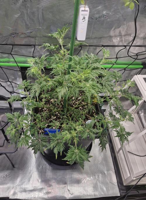 Frostys Purple Freak - Khalifa Genetics. Week 10 - 03.04.26