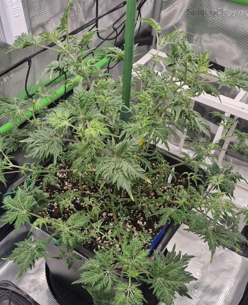 Frosty’s Purple Freak. Week 10
