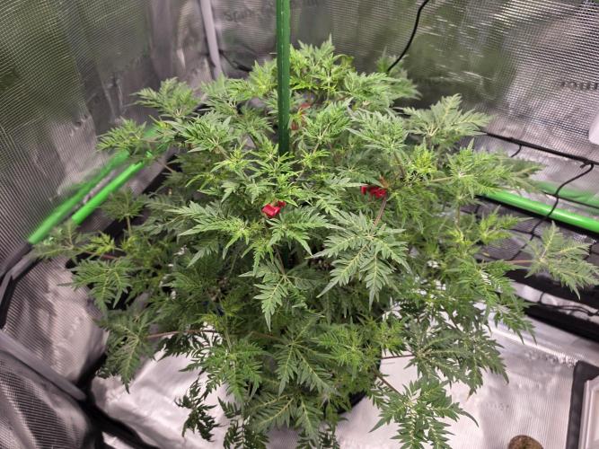 Frostys Purple Freak - Khalifa Genetics. Week 12 - 16.04.26
