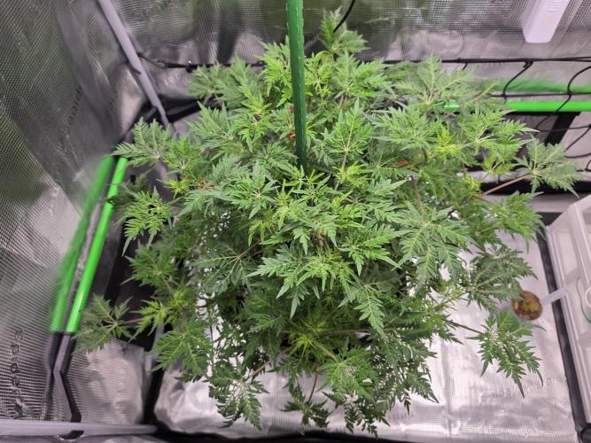 Frostys Purple Freak - Khalifa Genetics. Week 12 - 16.04.26