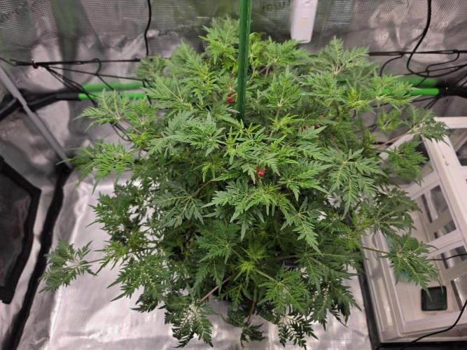 Frostys Purple Freak - Khalifa Genetics. Week 12 - 16.04.26