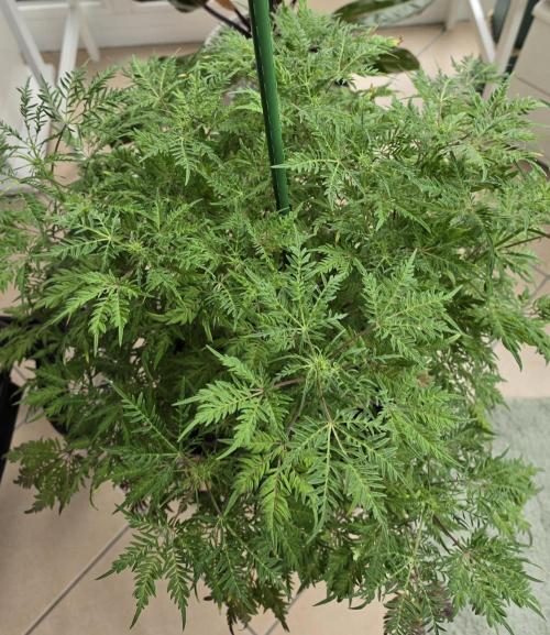 Frostys Purple Freak - Khalifa Genetics. Week 16 - 16.05.26