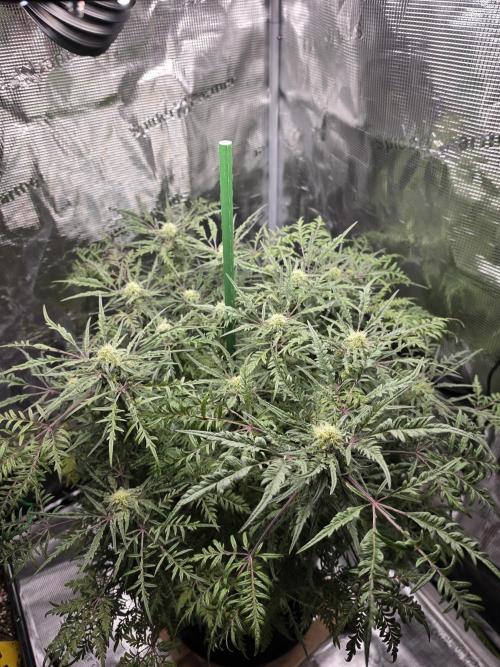 Frostys Purple Freak - Khalifa Genetics. Week 18