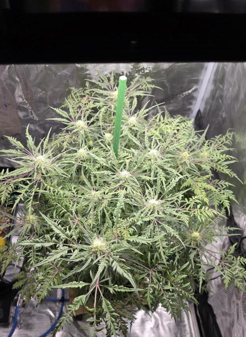 Frostys Purple Freak - Khalifa Genetics. Week 18