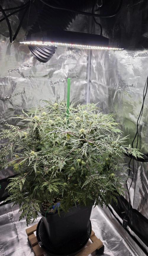 Frostys Purple Freak - Khalifa Genetics. Week 18