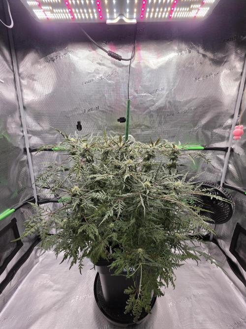 Frostys Purple Freak - Khalifa Genetics. Week 18