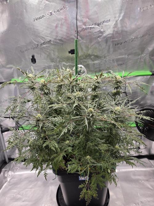 Frostys Purple Freak - Khalifa Genetics. Week 18