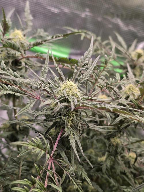 Frostys Purple Freak - Khalifa Genetics. Week 18