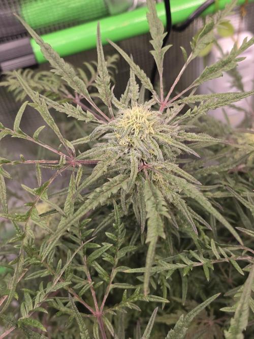 Frostys Purple Freak - Khalifa Genetics. Week 18